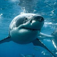 Shark42